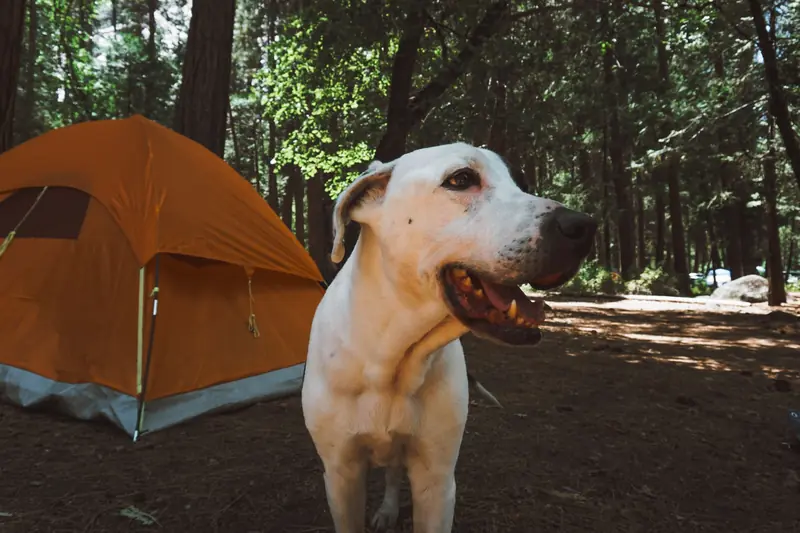 Adorable dog enjoying outdoor camping in Yosemite with tent backdrop